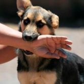 El Mejor Bufete Jurídico de Abogados en Español Especializados en Lesiones por Mordidas de Perro o Mascotas en San Bernardino California